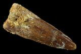 Spinosaurus Tooth - Real Dinosaur Tooth #136228-1